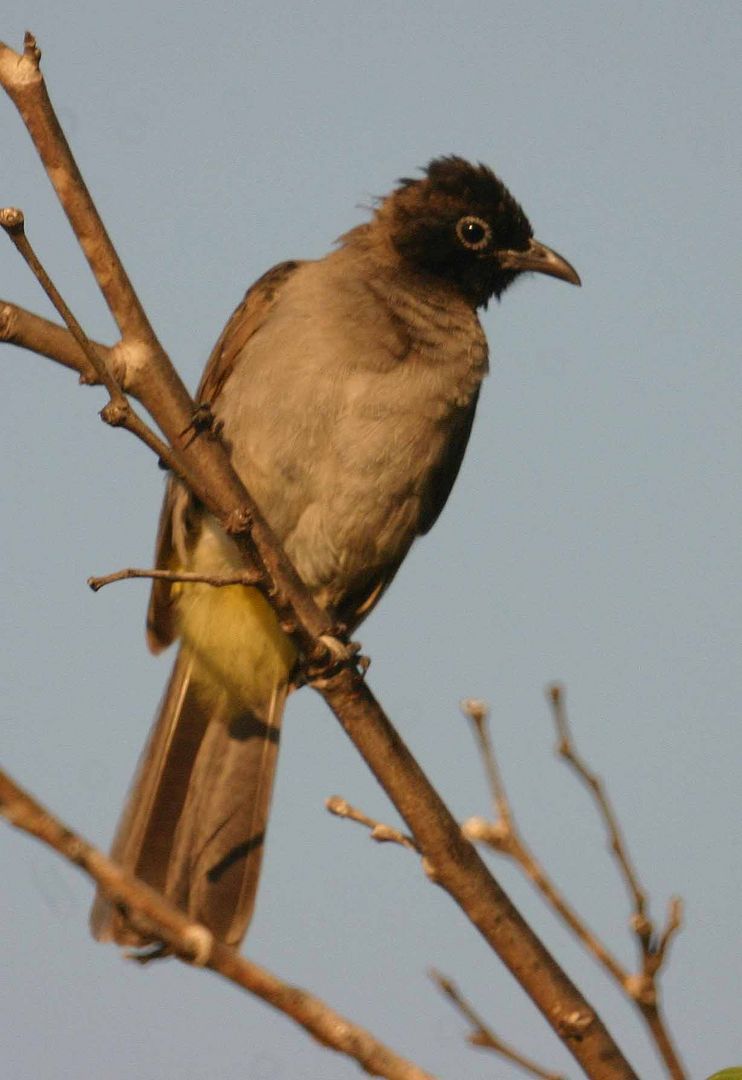 Gelbsteißbülbül (Pycnonotus xanthopygos)