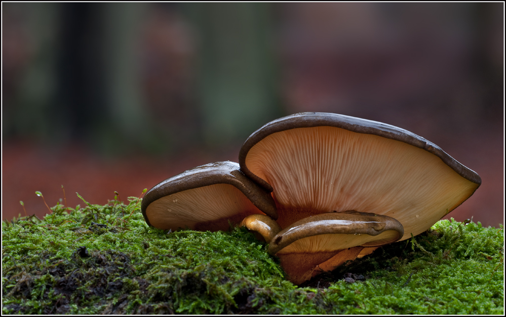 Gelbstielige Muschelseitlinge /Panellus serotinus