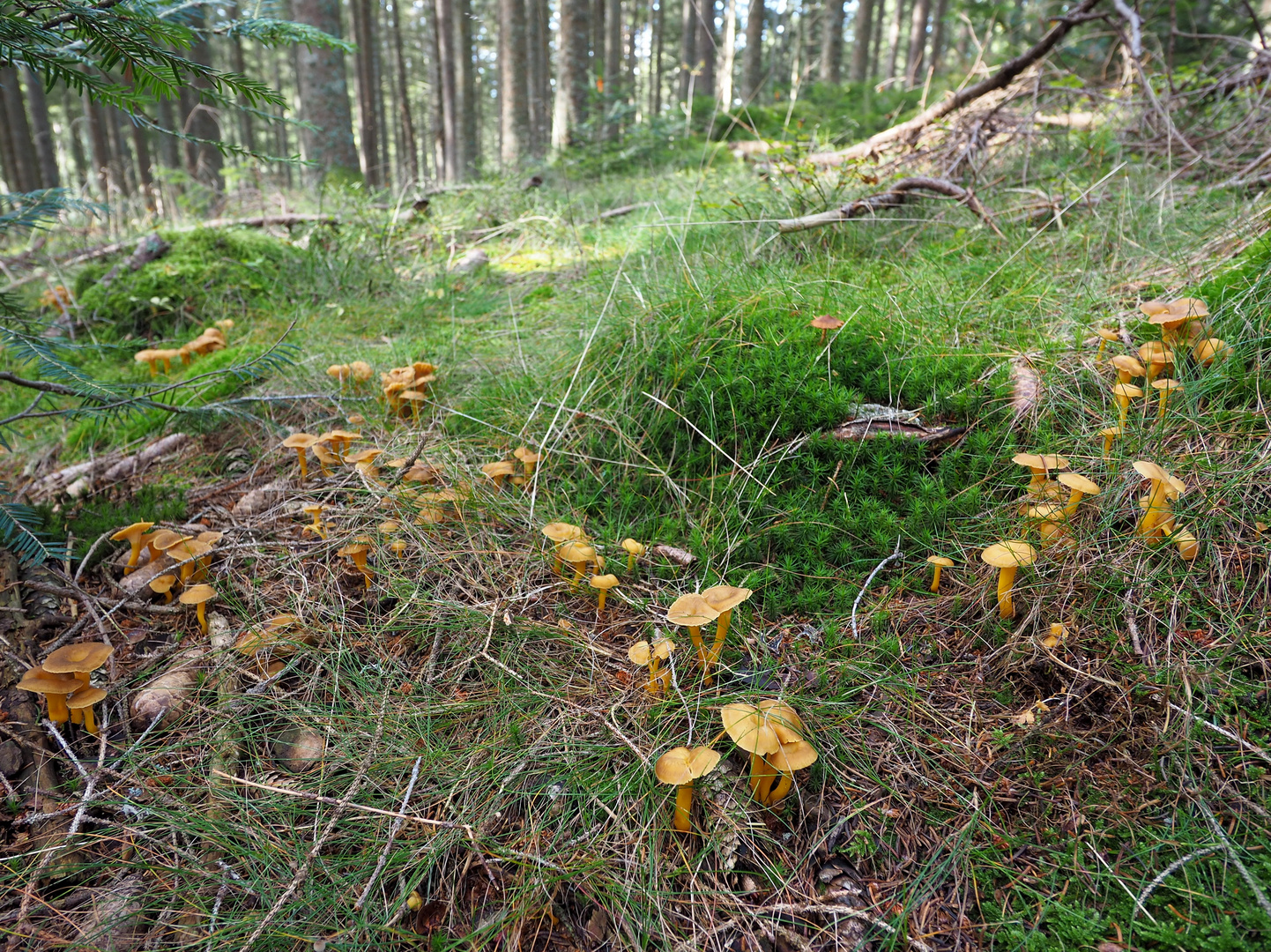 Gelbstielige Trompetenpfifferlinge (Cantharellus tubaeformis)