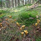 Gelbstielige Trompetenpfifferlinge (Cantharellus tubaeformis)