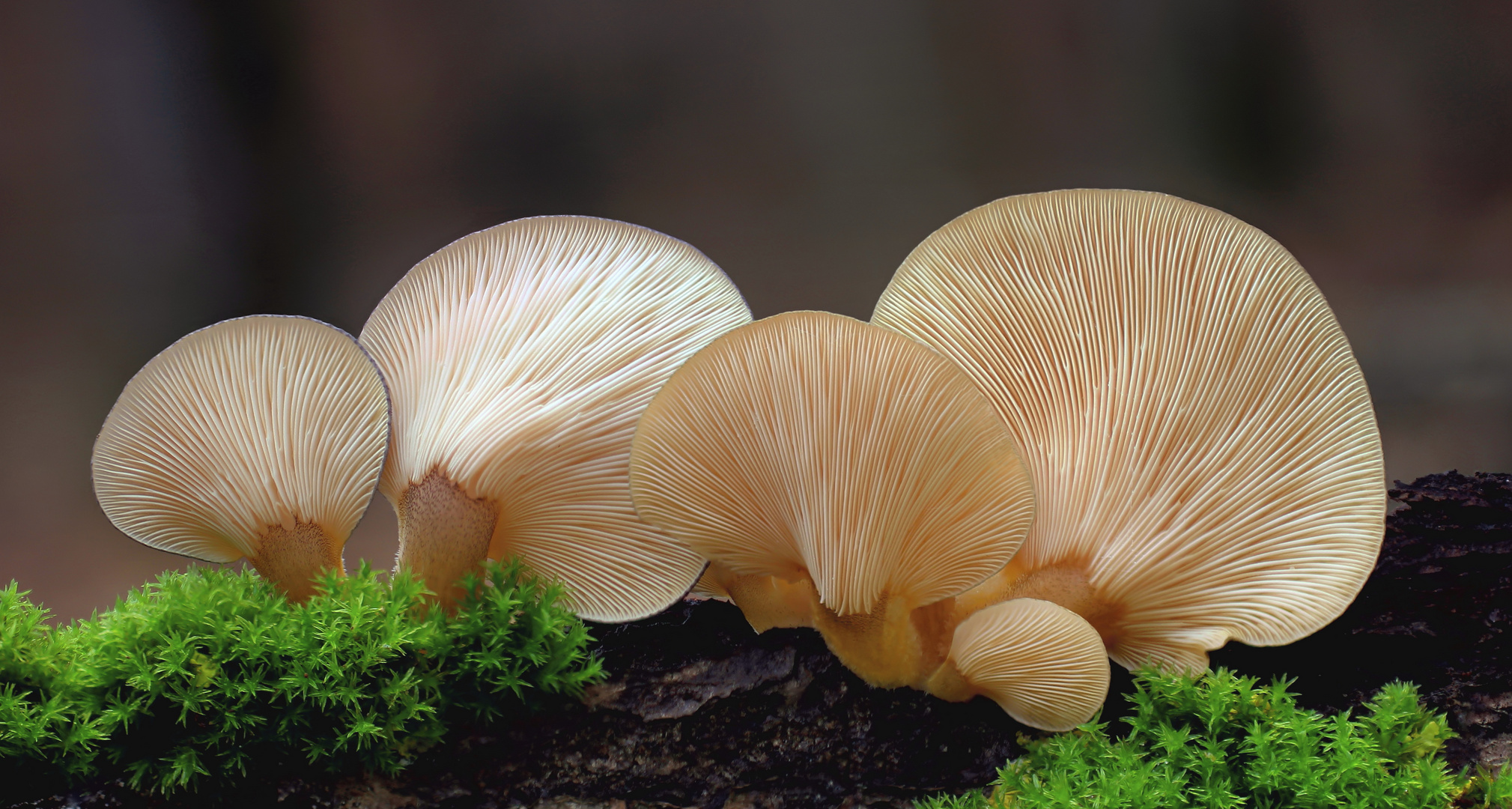 Gelbstieliger Muschelseitling (Panellus serotinus)