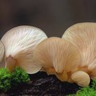 Gelbstieliger Muschelseitling (Panellus serotinus)