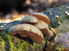 Gelbstieliger Muschelseitling, (Panellus serotinus)