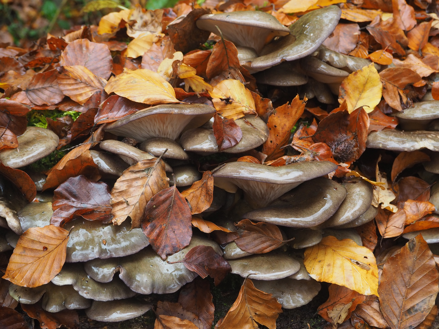 Gelbstieliger Muschelseitling (Panellus serotinus)