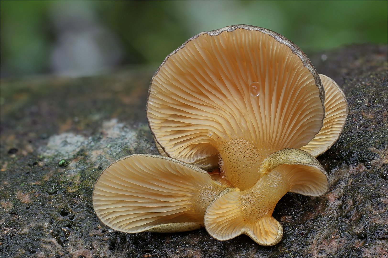 Gelbstieliger Muschelseitling (Panellus serotinus)