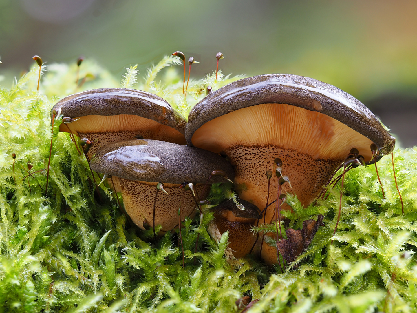 Gelbstieliger Muschelseitling (Panellus serotinus)