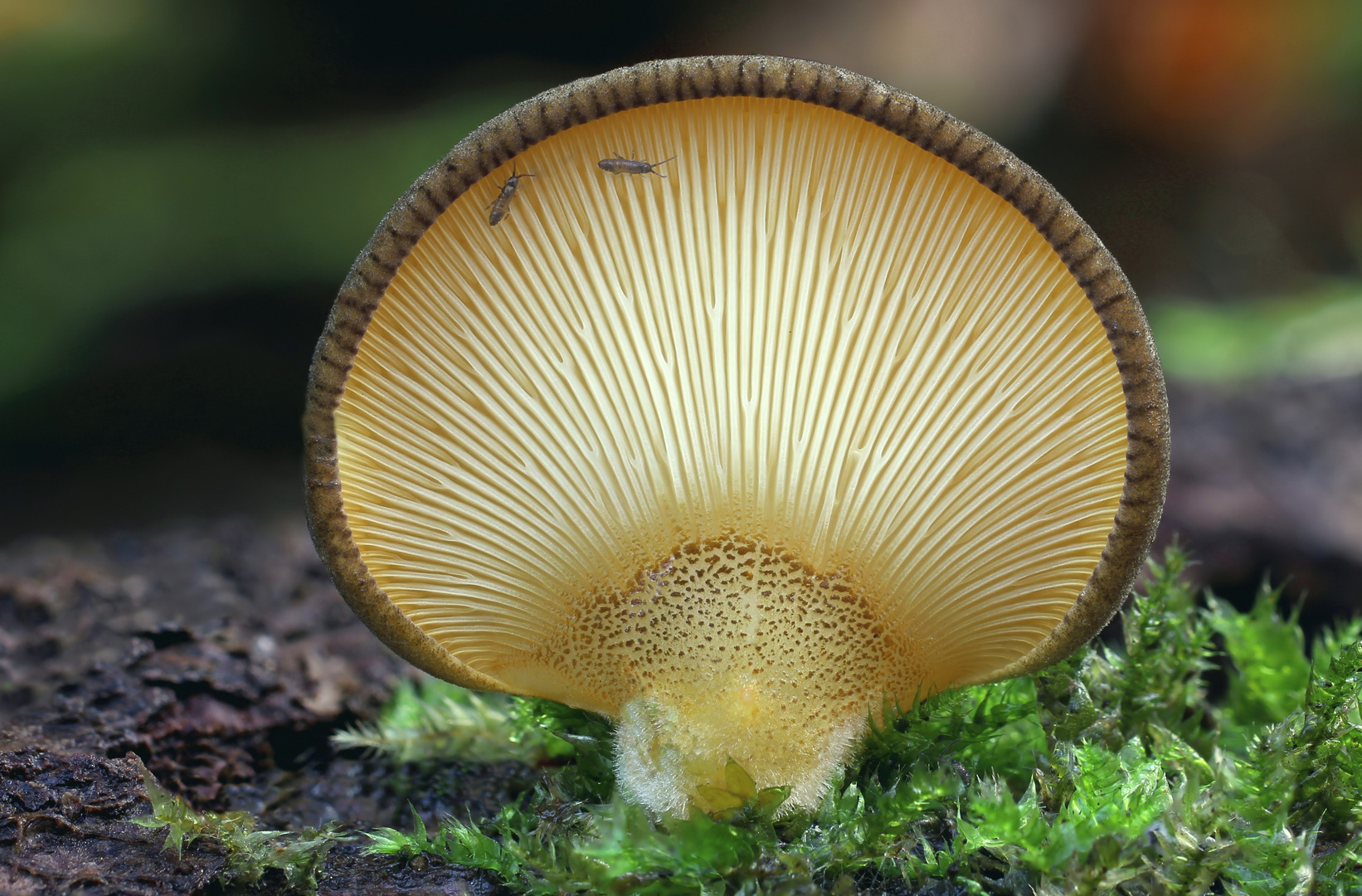 Gelbstieliger Muschelseitling (Panellus serotinus)