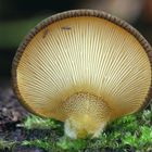 Gelbstieliger Muschelseitling (Panellus serotinus)