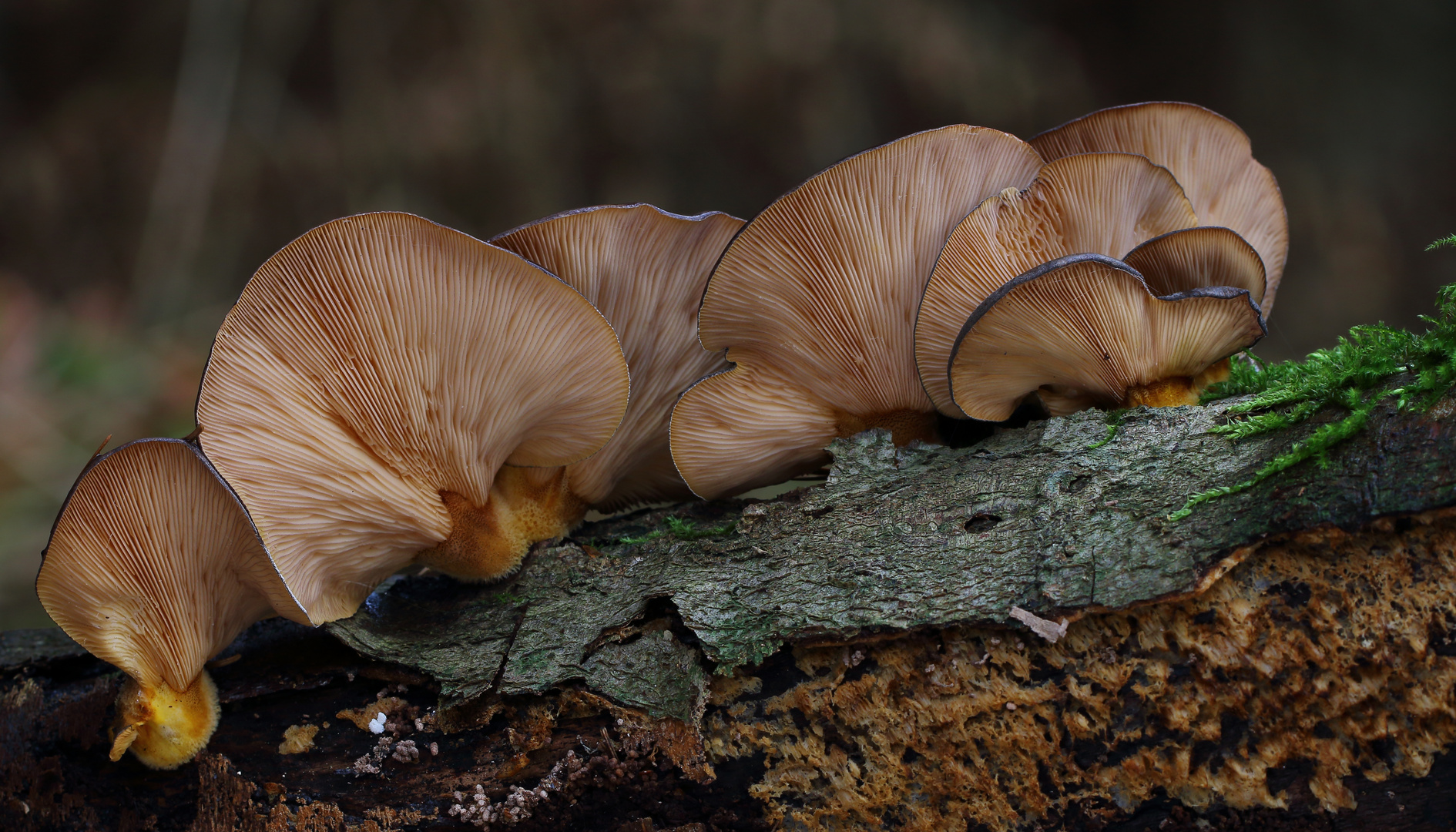 Gelbstieliger Muschelseitling/ Panellus serotinus