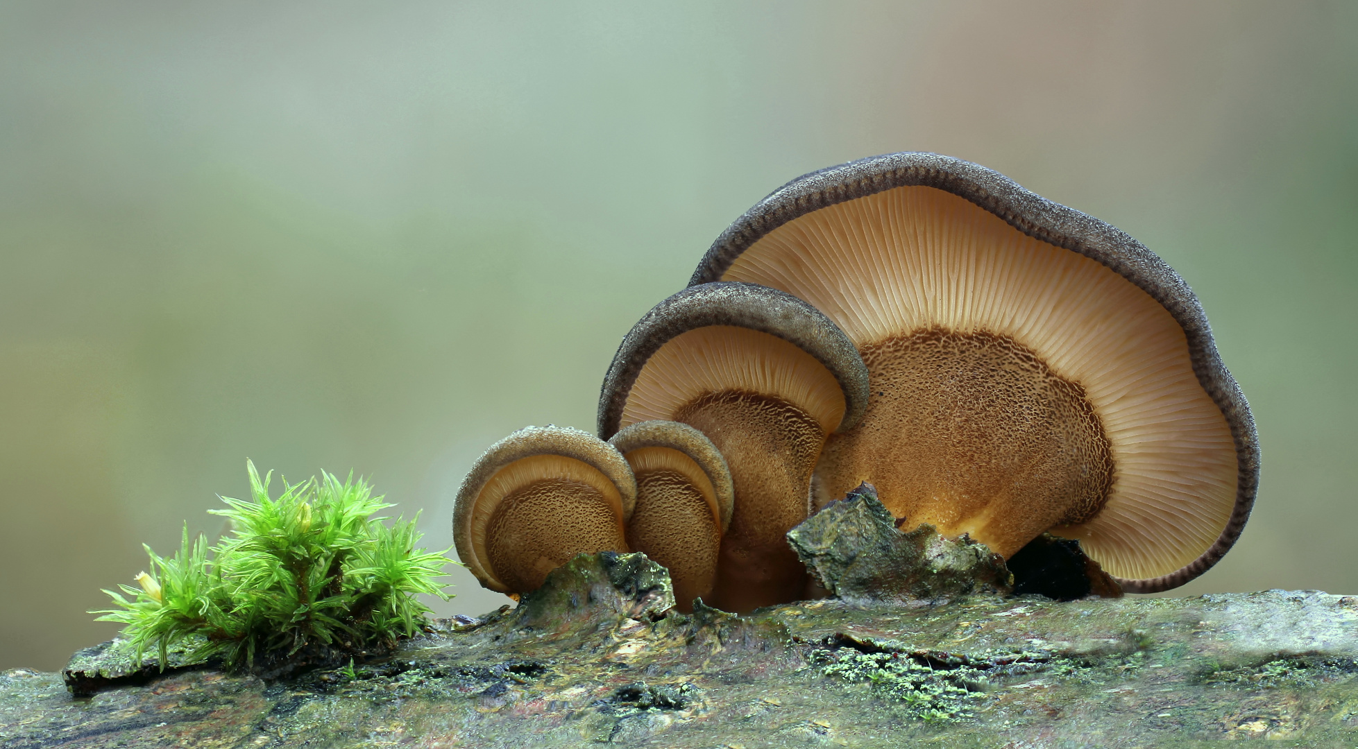 Gelbstieliger Muschelseitling  (Panellus serotinus )