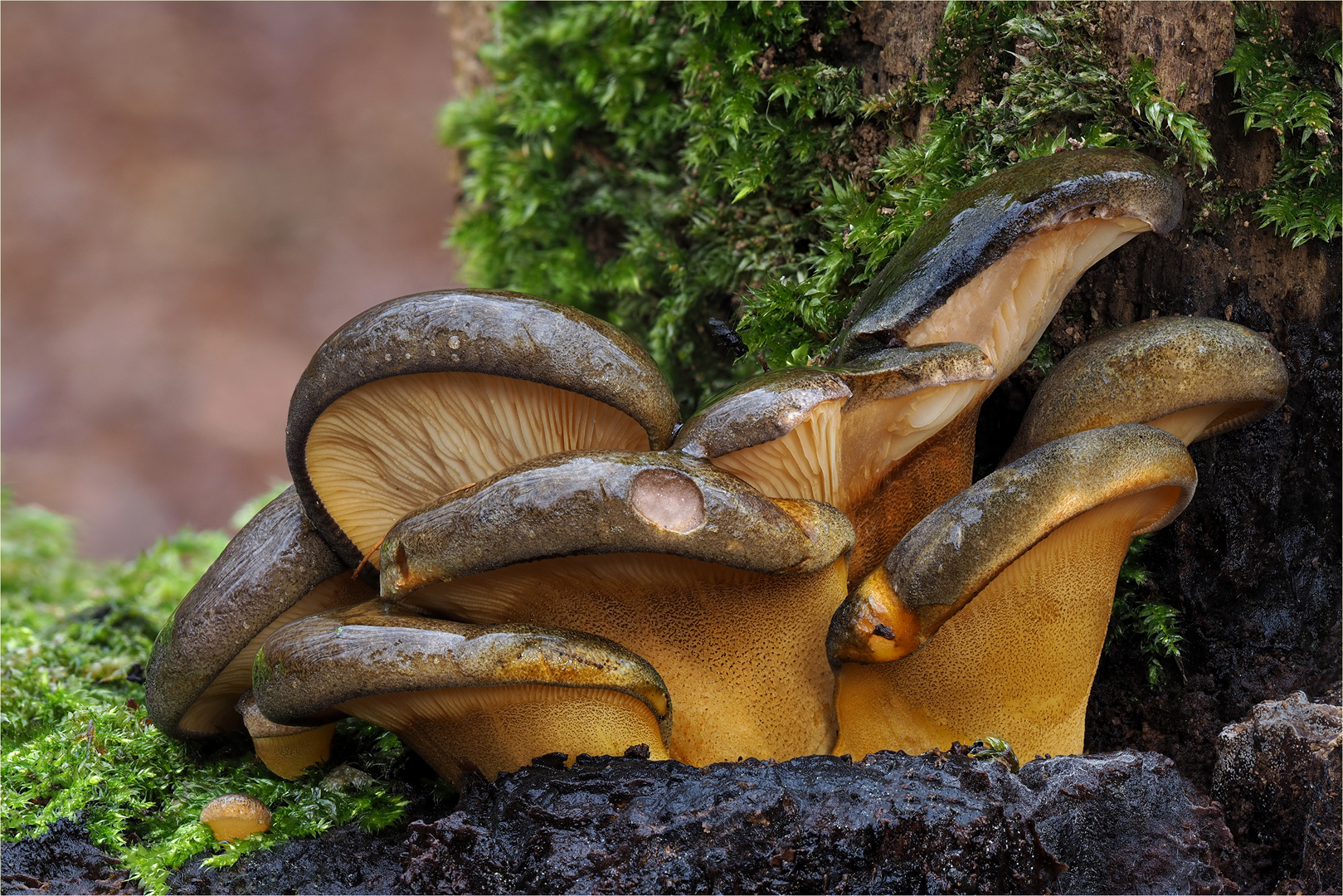 gelbstieliger Muschelseitling (Panellus serotinus)