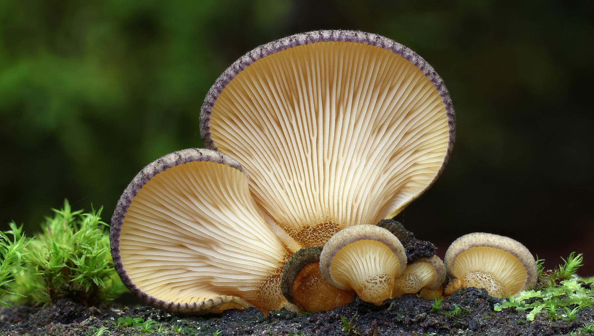 Gelbstieliger Muschelseitling (Panellus serotinus)