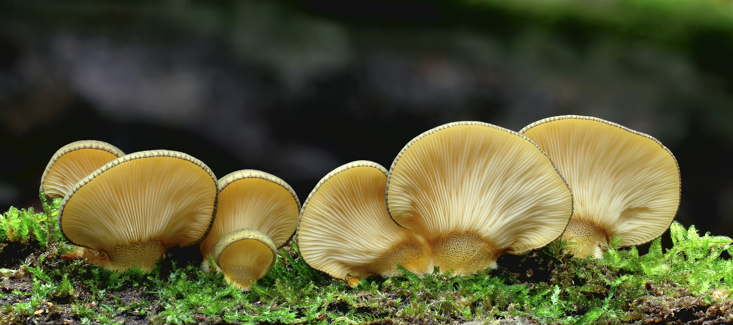 Gelbstieliger Muschelseitling (Panellus serotinus)