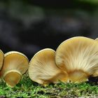 Gelbstieliger Muschelseitling (Panellus serotinus)