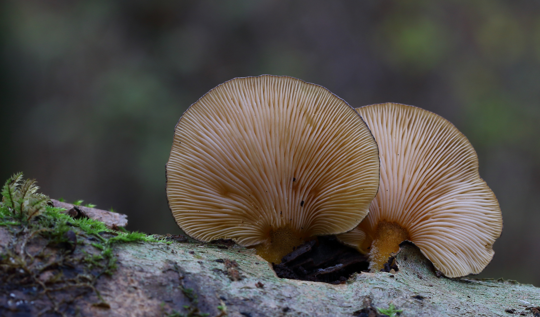 Gelbstieliger Muschelseitling/ Panellus serotinus