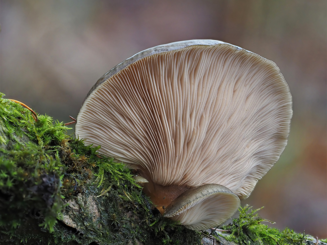 Gelbstieliger Muschelseitling - Sarcomyxa serotina