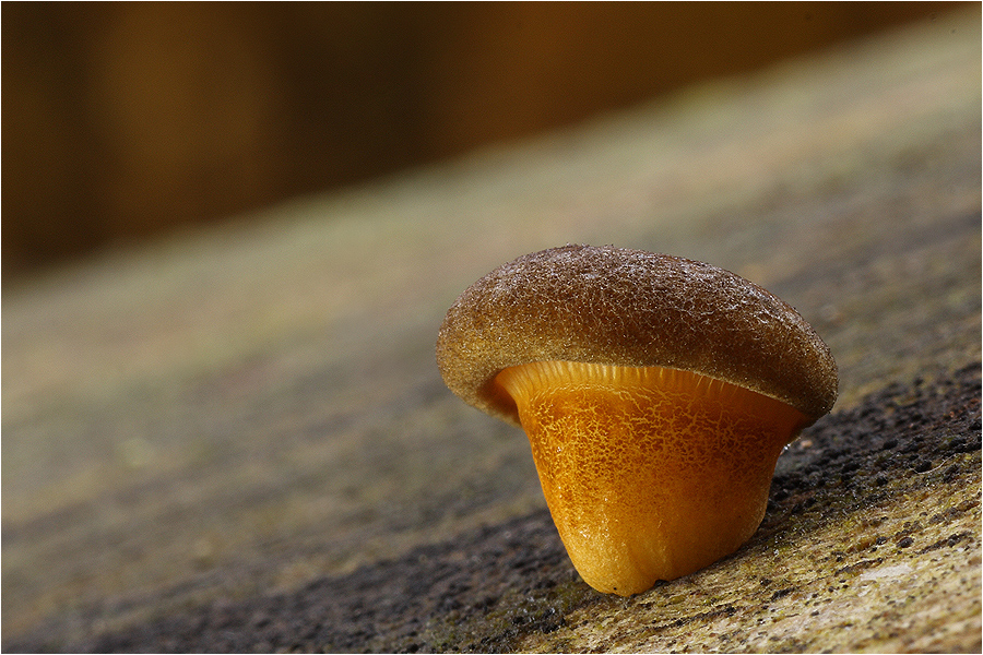 Gelbstieliger Muschelwinzling