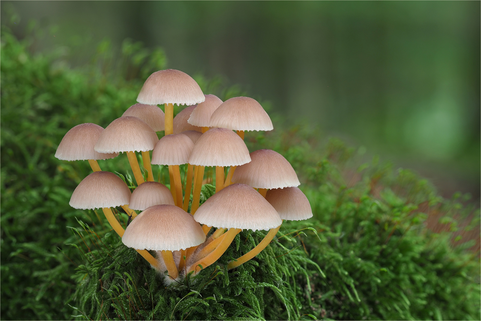 Gelbstieliger Nitrat-Helmling (Mycena renati)