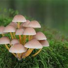 Gelbstieliger Nitrat-Helmling (Mycena renati)