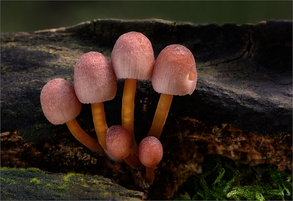 Gelbstieliger Nitrat-Helmling (Mycena renati)