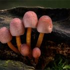 Gelbstieliger Nitrat-Helmling (Mycena renati)