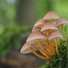 Gelbstieliger Nitrat-Helmling (Mycena renati)