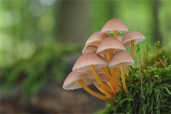 Gelbstieliger Nitrat-Helmling (Mycena renati)