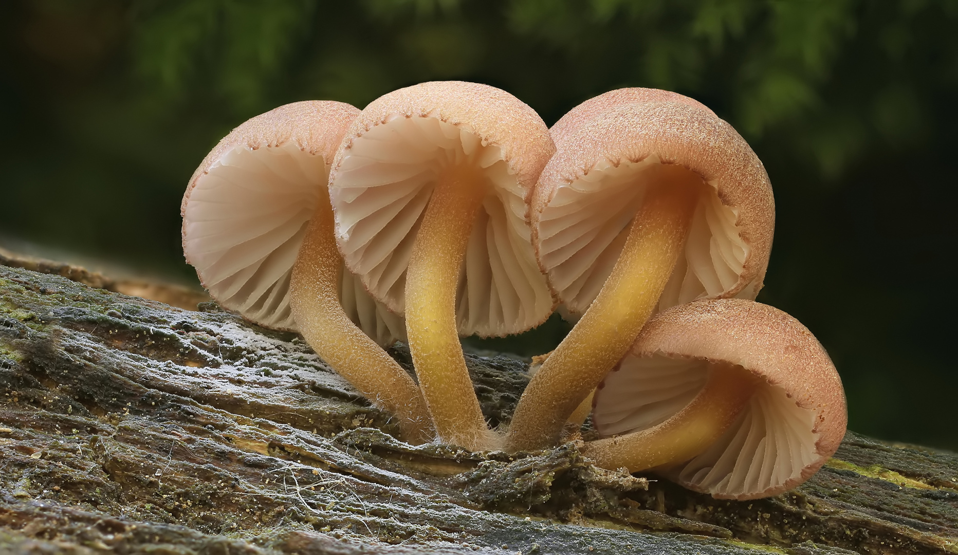 Gelbstieliger Nitrat-Helmling (Mycena renati, syn. Mycena flavipes)