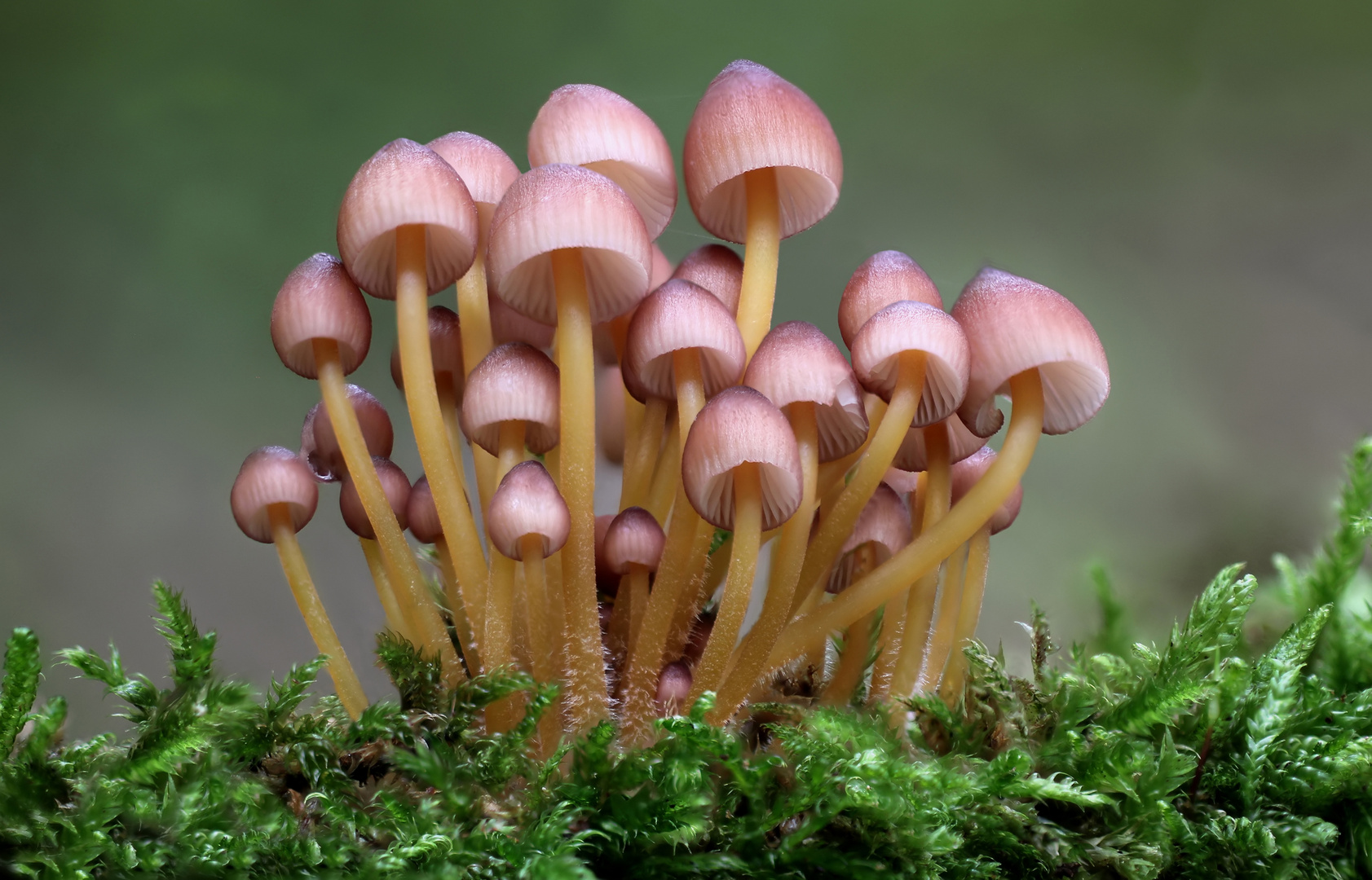 Gelbstieliger Nitrat-Helmling (Mycena renati, syn. Mycena flavipes)