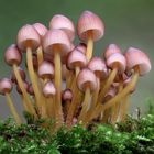 Gelbstieliger Nitrat-Helmling (Mycena renati, syn. Mycena flavipes)