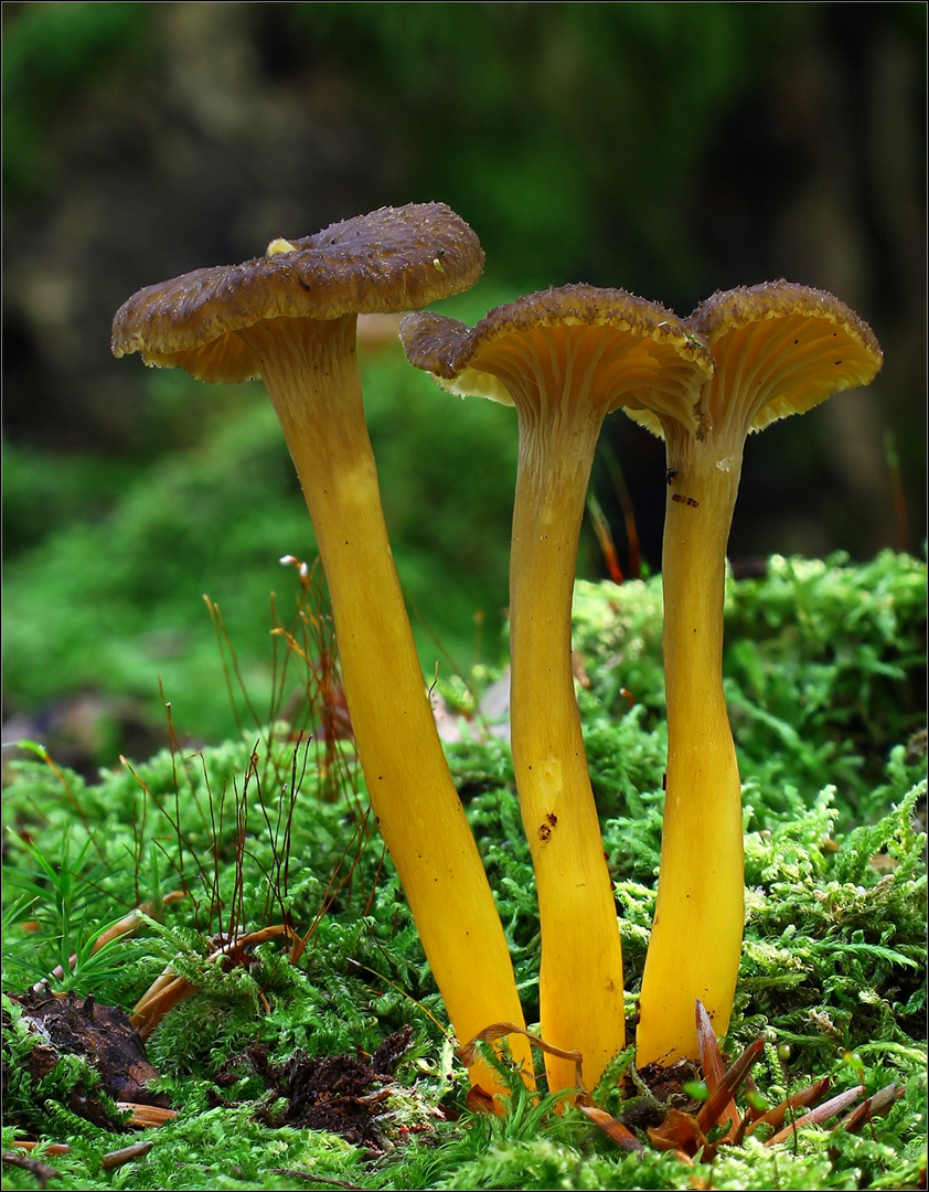 Gelbstieliger Trompetenpfifferling Cantharellus tubaeformis