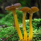 Gelbstieliger Trompetenpfifferling Cantharellus tubaeformis