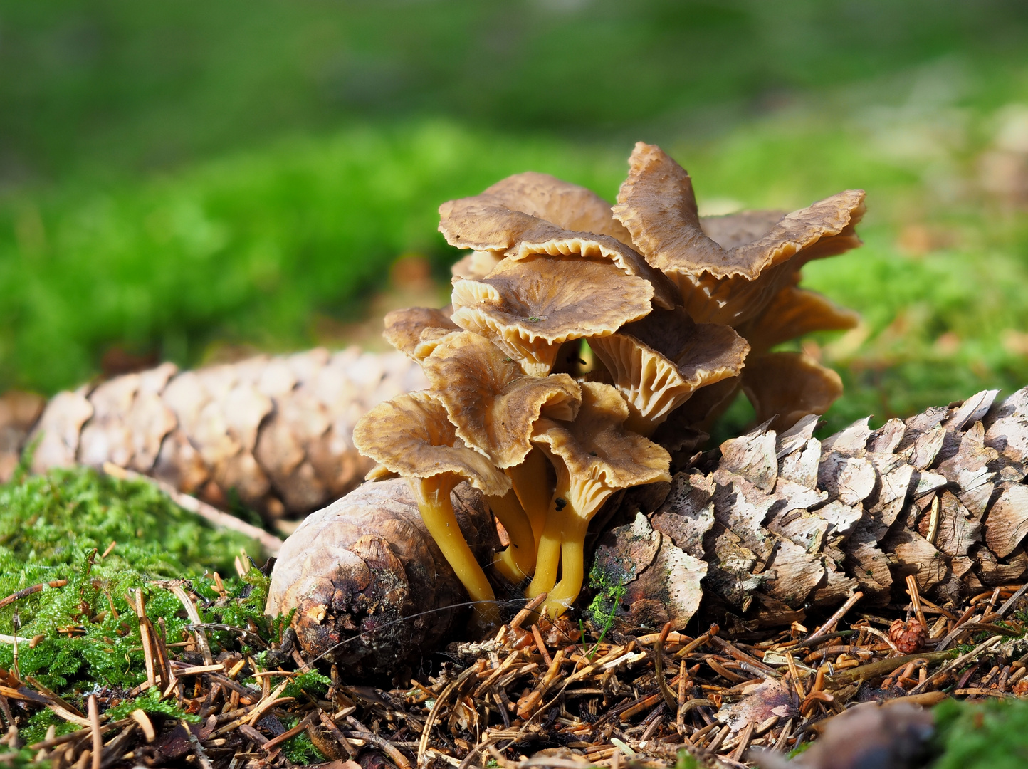 Gelbstieliger Trompetenpfifferling (Cantharellus tubaeformis)