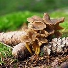 Gelbstieliger Trompetenpfifferling (Cantharellus tubaeformis)