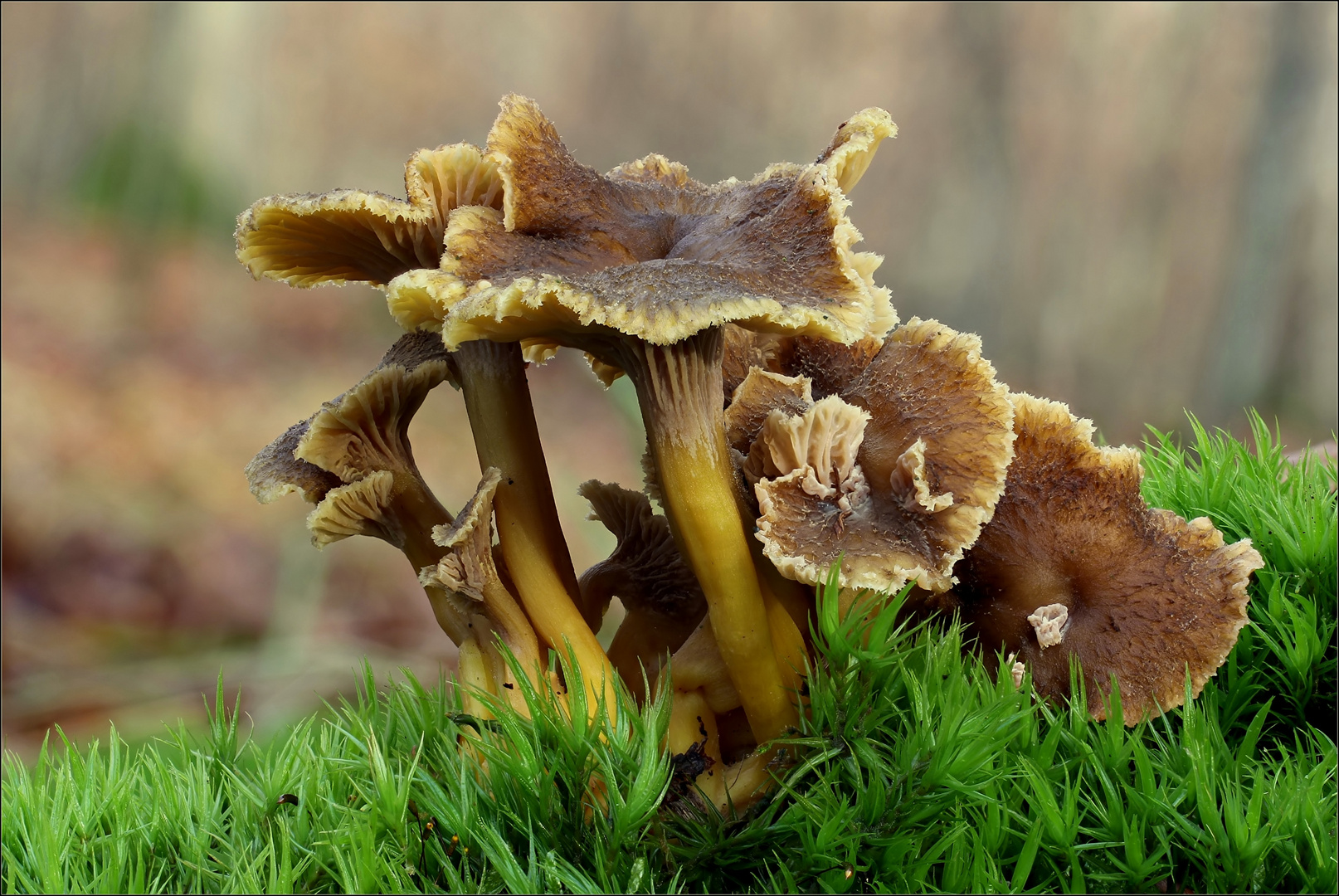 Gelbstieliger Trompetenpfifferling CANTHARELLUS TUBAEFORMIS