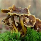 Gelbstieliger Trompetenpfifferling CANTHARELLUS TUBAEFORMIS