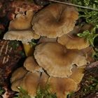 Gelbstieliger Trompetenpfifferling (Cantharellus tubaeformis var. lutescens) I