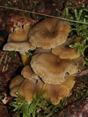 Gelbstieliger Trompetenpfifferling (Cantharellus tubaeformis var. lutescens) I