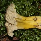 Gelbstieliger Trompetenpfifferling (Cantharellus tubaeformis var. lutescens) II