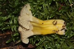 Gelbstieliger Trompetenpfifferling (Cantharellus tubaeformis var. lutescens) II