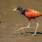 Gelbstirn-Blatthühnchen (Northern Jacana)