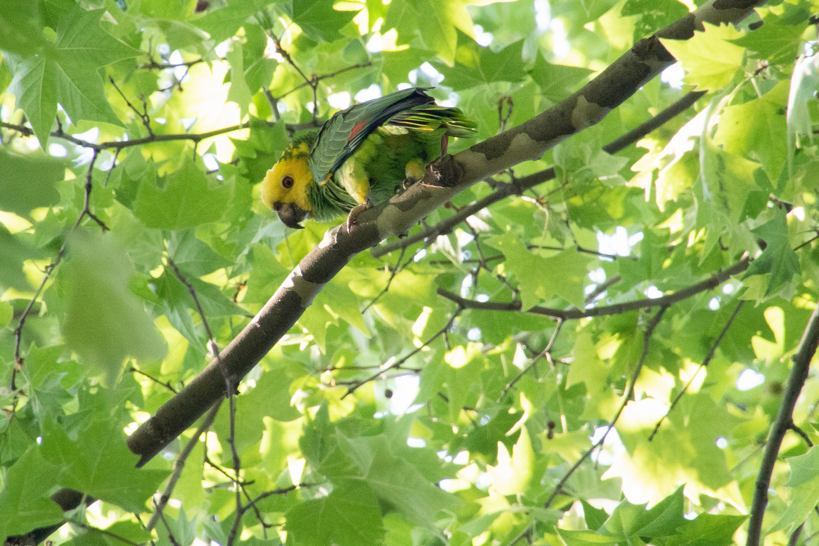 Gelbstirn - Gelbkopf - Mülleramazone im Rosensteinpark Stuttgart Freilebend