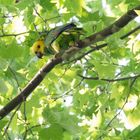 Gelbstirn - Gelbkopf - Mülleramazone im Rosensteinpark Stuttgart Freilebend