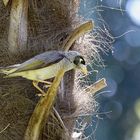 Gelbstirn-Schwatzvogel ...