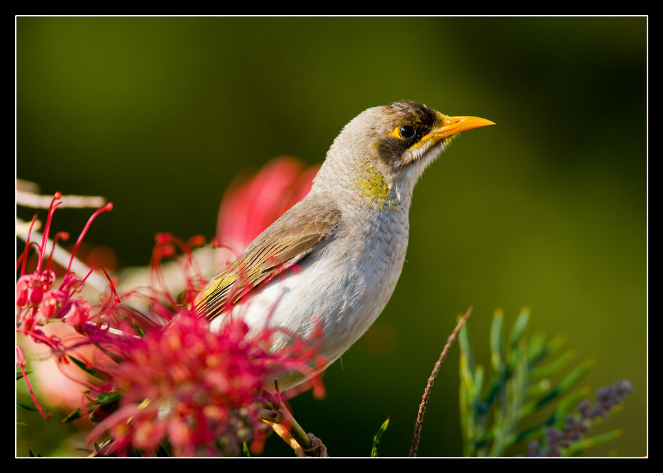 ~Gelbstirn-Schwatzvogel~