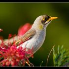 ~Gelbstirn-Schwatzvogel~