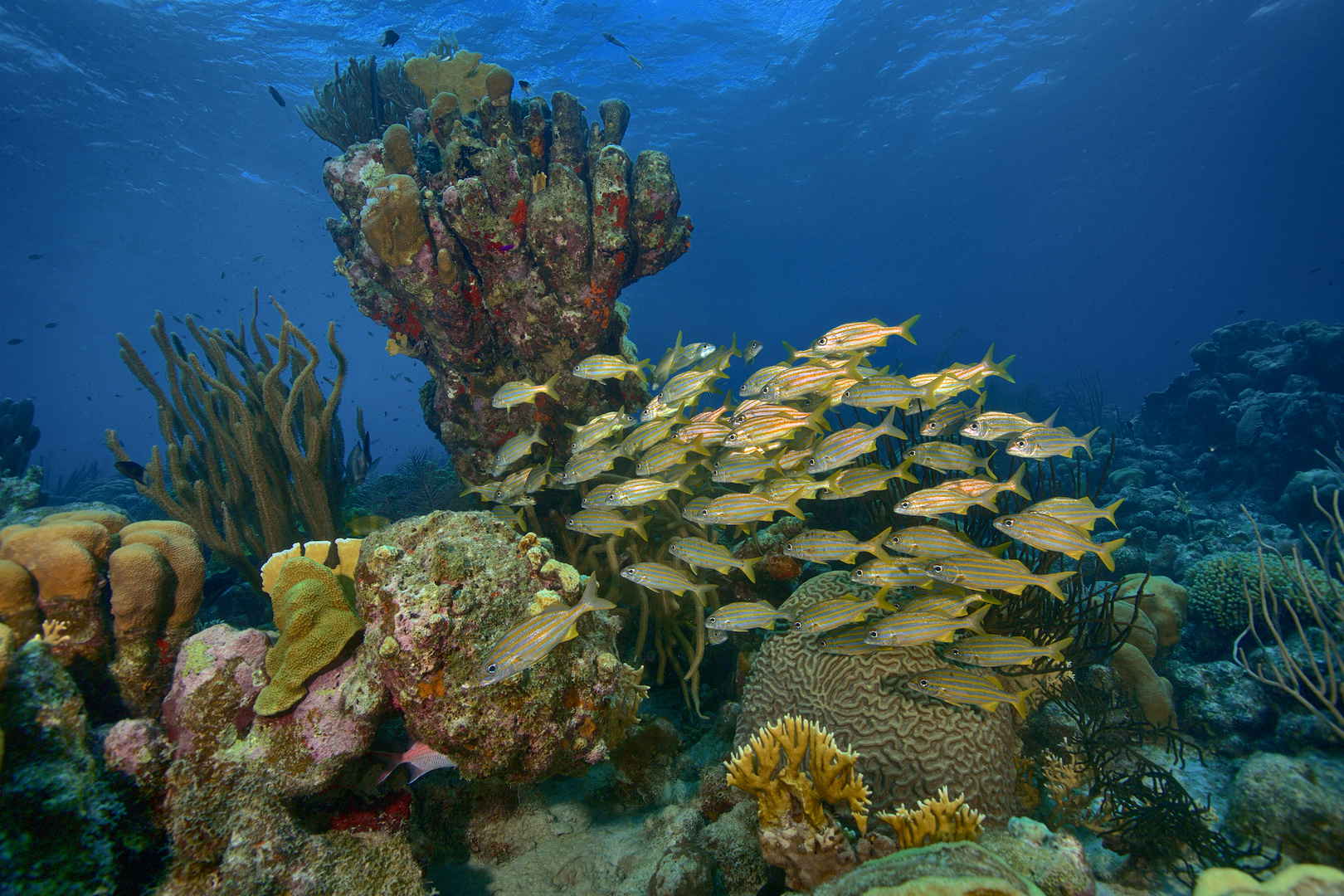 Gelbstreifen Grunzer vor Bonaire