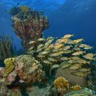 Gelbstreifen Grunzer vor Bonaire