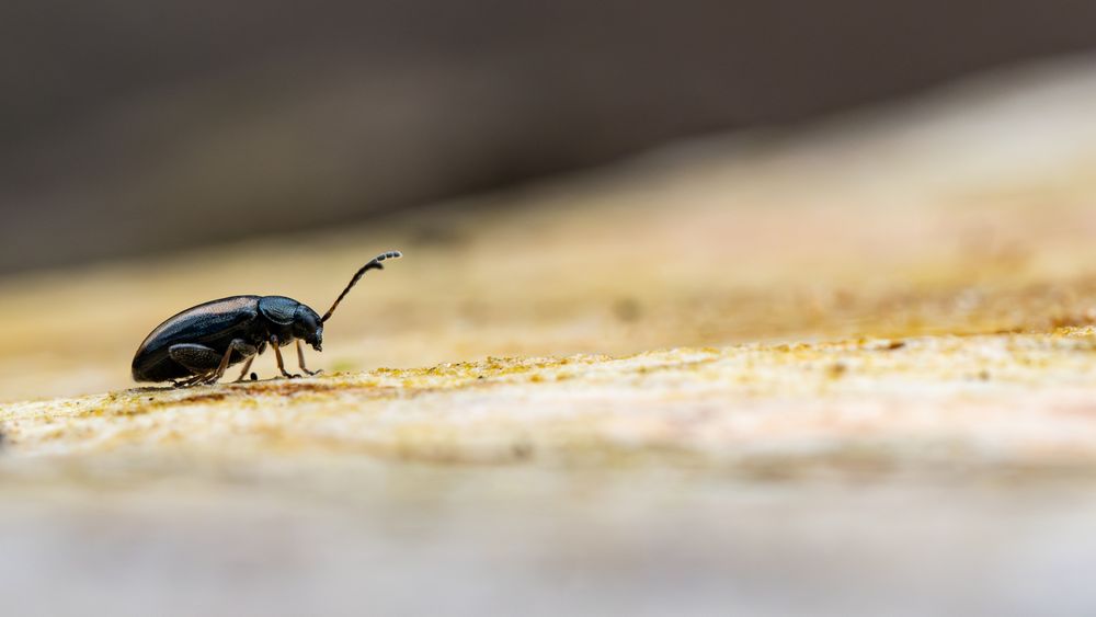 Gelbstreifiger Kohlerdfloh (Phyllotreta nemorum)