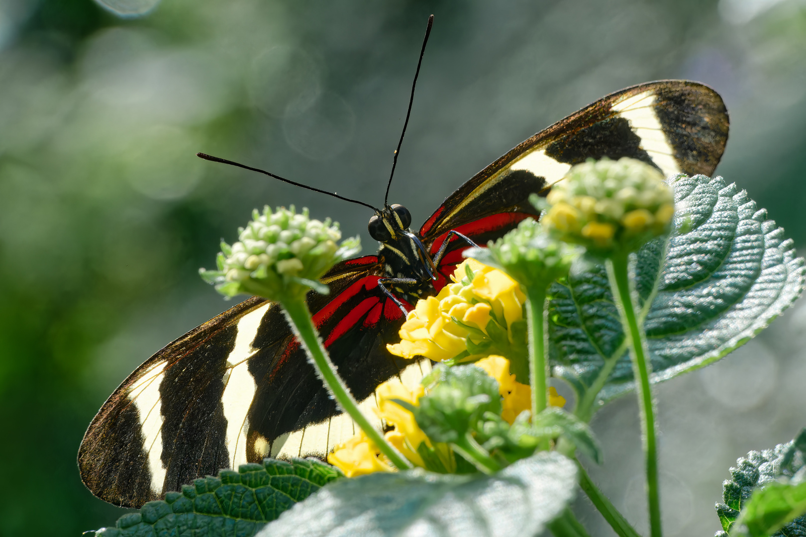 Gelbstreifiger Passionsfalter (Heliconius hewitsoni)